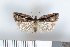  ( - NHMO Lep2011.241)  @13 [ ] Unspecified (default): All Rights Reserved  Unspecified Unspecified