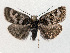  ( - NHMO-DAR-13727)  @12 [ ] CreativeCommons - Attribution Non-Commercial Share-Alike (2017) Unspecified University of Oslo, Natural History Museum