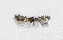  ( - NHMO-DAR-13737)  @11 [ ] CreativeCommons - Attribution Non-Commercial Share-Alike (2017) Unspecified University of Oslo, Natural History Museum