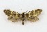  ( - NHMO-DAR-15044)  @11 [ ] CreativeCommons - Attribution Non-Commercial Share-Alike (2018) Unspecified University of Oslo, Natural History Museum