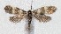  ( - NHMO-DAR-15045)  @11 [ ] CreativeCommons - Attribution Non-Commercial Share-Alike (2018) Unspecified University of Oslo, Natural History Museum