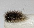  (Arctia sp - NHMO-DAR-15048)  @11 [ ] CreativeCommons - Attribution Non-Commercial Share-Alike (2018) Unspecified University of Oslo, Natural History Museum
