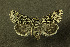  ( - NHMO-DAR-12087)  @11 [ ] CreativeCommons - Attribution Non-Commercial Share-Alike (2017) Unspecified University of Oslo, Natural History Museum