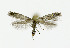 ( - NHMO-DAR-10424)  @12 [ ] CreativeCommons - Attribution Non-Commercial Share-Alike (2016) Unspecified University of Oslo, Natural History Museum