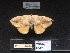  ( - Lon 27)  @11 [ ] CreativeCommons - Attribution Share-Alike (2017) Unspecified Instituto Butantan, Laboratorio Especial de Colecoes Zoologicas