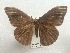  ( - EL6044)  @13 [ ] Copyright (2017) Rodolphe Rougerie Muséum national d'Histoire naturelle, Paris