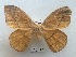  (Lonomia pastazana - EL6145)  @15 [ ] Copyright (2017) Rodolphe Rougerie Muséum national d'Histoire naturelle, Paris