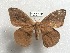  ( - EL6146)  @11 [ ] Copyright (2017) Rodolphe Rougerie Muséum national d'Histoire naturelle, Paris