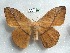  ( - EL6160)  @13 [ ] Copyright (2017) Rodolphe Rougerie Muséum national d'Histoire naturelle, Paris