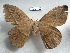  ( - EL6188)  @11 [ ] Copyright (2017) Rodolphe Rougerie Muséum national d'Histoire naturelle, Paris