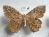  ( - EL6189)  @11 [ ] Copyright (2017) Rodolphe Rougerie Muséum national d'Histoire naturelle, Paris