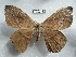  ( - EL6190)  @11 [ ] Copyright (2017) Rodolphe Rougerie Muséum national d'Histoire naturelle, Paris