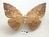 ( - EL6233)  @11 [ ] Copyright (2017) Rodolphe Rougerie Muséum national d'Histoire naturelle, Paris