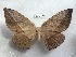  ( - EL6234)  @11 [ ] Copyright (2017) Rodolphe Rougerie Muséum national d'Histoire naturelle, Paris