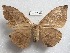  ( - EL6240)  @11 [ ] Copyright (2017) Rodolphe Rougerie Muséum national d'Histoire naturelle, Paris
