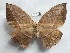  ( - EL6266)  @11 [ ] Copyright (2017) Rodolphe Rougerie Muséum national d'Histoire naturelle, Paris