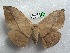  ( - EL6325)  @14 [ ] Copyright (2017) Rodolphe Rougerie Muséum national d'Histoire naturelle, Paris