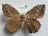 ( - EL7198)  @14 [ ] Copyright (2017) Rodolphe Rougerie Muséum national d'Histoire naturelle, Paris