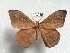  ( - EL7206)  @13 [ ] Copyright (2017) Rodolphe Rougerie Muséum national d'Histoire naturelle, Paris