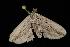  ( - Moth 157.03LZ)  @12 [ ] CreativeCommons - Attribution (2010) Unspecified Centre for Biodiversity Genomics