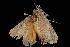  ( - Moth 158.03LZ)  @12 [ ] CreativeCommons - Attribution (2010) Unspecified Centre for Biodiversity Genomics