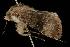  ( - Moth 159.03LZ)  @12 [ ] CreativeCommons - Attribution (2010) Unspecified Centre for Biodiversity Genomics