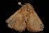  ( - Moth 163.03LZ)  @13 [ ] CreativeCommons - Attribution (2010) Unspecified Centre for Biodiversity Genomics