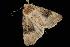  ( - Moth 166.03LZ)  @12 [ ] CreativeCommons - Attribution (2010) Unspecified Centre for Biodiversity Genomics