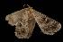  ( - Moth 169.03LZ)  @13 [ ] CreativeCommons - Attribution (2010) Unspecified Centre for Biodiversity Genomics