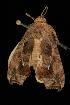 ( - Moth 171.03LZ)  @14 [ ] CreativeCommons - Attribution (2010) Unspecified Centre for Biodiversity Genomics