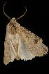  ( - Moth 189.03LZ)  @12 [ ] CreativeCommons - Attribution (2010) Unspecified Centre for Biodiversity Genomics