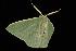  ( - Moth 193.03LZ)  @13 [ ] CreativeCommons - Attribution (2010) Unspecified Centre for Biodiversity Genomics