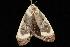  ( - Moth 017.03CC)  @13 [ ] CreativeCommons - Attribution (2010) Unspecified Centre for Biodiversity Genomics
