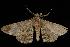  ( - Moth 042.03CC)  @13 [ ] CreativeCommons - Attribution (2010) Unspecified Centre for Biodiversity Genomics