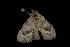  ( - Moth 080.03CC)  @13 [ ] CreativeCommons - Attribution (2010) Unspecified Centre for Biodiversity Genomics
