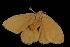  ( - Moth 053.03CL)  @12 [ ] CreativeCommons - Attribution (2010) Unspecified Centre for Biodiversity Genomics