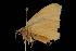  ( - Moth 054.03CL)  @12 [ ] CreativeCommons - Attribution (2010) Unspecified Centre for Biodiversity Genomics