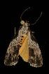  ( - Moth 055.03CL)  @13 [ ] CreativeCommons - Attribution (2010) Unspecified Centre for Biodiversity Genomics