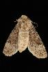  ( - Moth 078.03CL)  @12 [ ] CreativeCommons - Attribution (2010) Unspecified Centre for Biodiversity Genomics