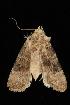  ( - Moth 079.03CL)  @12 [ ] CreativeCommons - Attribution (2010) Unspecified Centre for Biodiversity Genomics