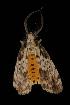  ( - Moth 087.03CL)  @14 [ ] CreativeCommons - Attribution (2010) Unspecified Centre for Biodiversity Genomics