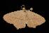  ( - Moth 100.03CL)  @14 [ ] CreativeCommons - Attribution (2010) Unspecified Centre for Biodiversity Genomics