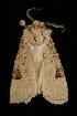  ( - Moth 110.03CL)  @12 [ ] CreativeCommons - Attribution (2010) Unspecified Centre for Biodiversity Genomics