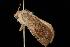  ( - Moth 111.03CL)  @13 [ ] CreativeCommons - Attribution (2010) Unspecified Centre for Biodiversity Genomics