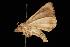  ( - Moth 208.01LZ)  @14 [ ] CreativeCommons - Attribution (2010) Unspecified Centre for Biodiversity Genomics