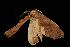  ( - Moth 213.01LZ)  @14 [ ] CreativeCommons - Attribution (2010) Unspecified Centre for Biodiversity Genomics