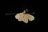  ( - Moth 242.01LZ)  @12 [ ] CreativeCommons - Attribution (2010) Unspecified Centre for Biodiversity Genomics