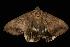  ( - Moth 269.01LZ)  @13 [ ] CreativeCommons - Attribution (2010) Unspecified Centre for Biodiversity Genomics