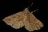 ( - Moth 261.01LZ)  @13 [ ] CreativeCommons - Attribution (2010) Unspecified Centre for Biodiversity Genomics