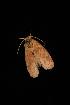  ( - Moth 301.01LZ)  @13 [ ] CreativeCommons - Attribution (2010) Unspecified Centre for Biodiversity Genomics